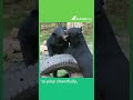 Two rescued bears from the circus now having a different life | Animals Asia #moonbear #bear