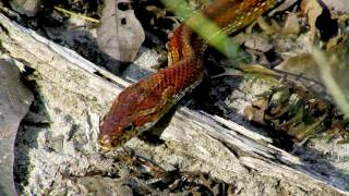 The Mystery of the Carolina Bays