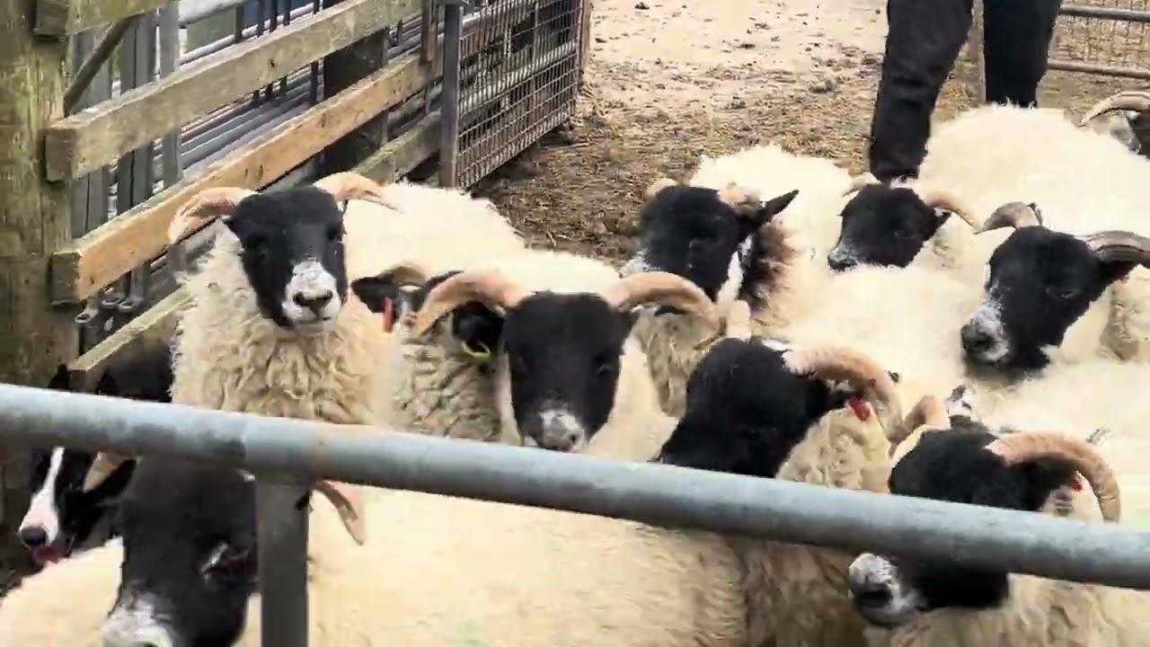 Lin, 12 months old! Skipton Online Sale 2nd April