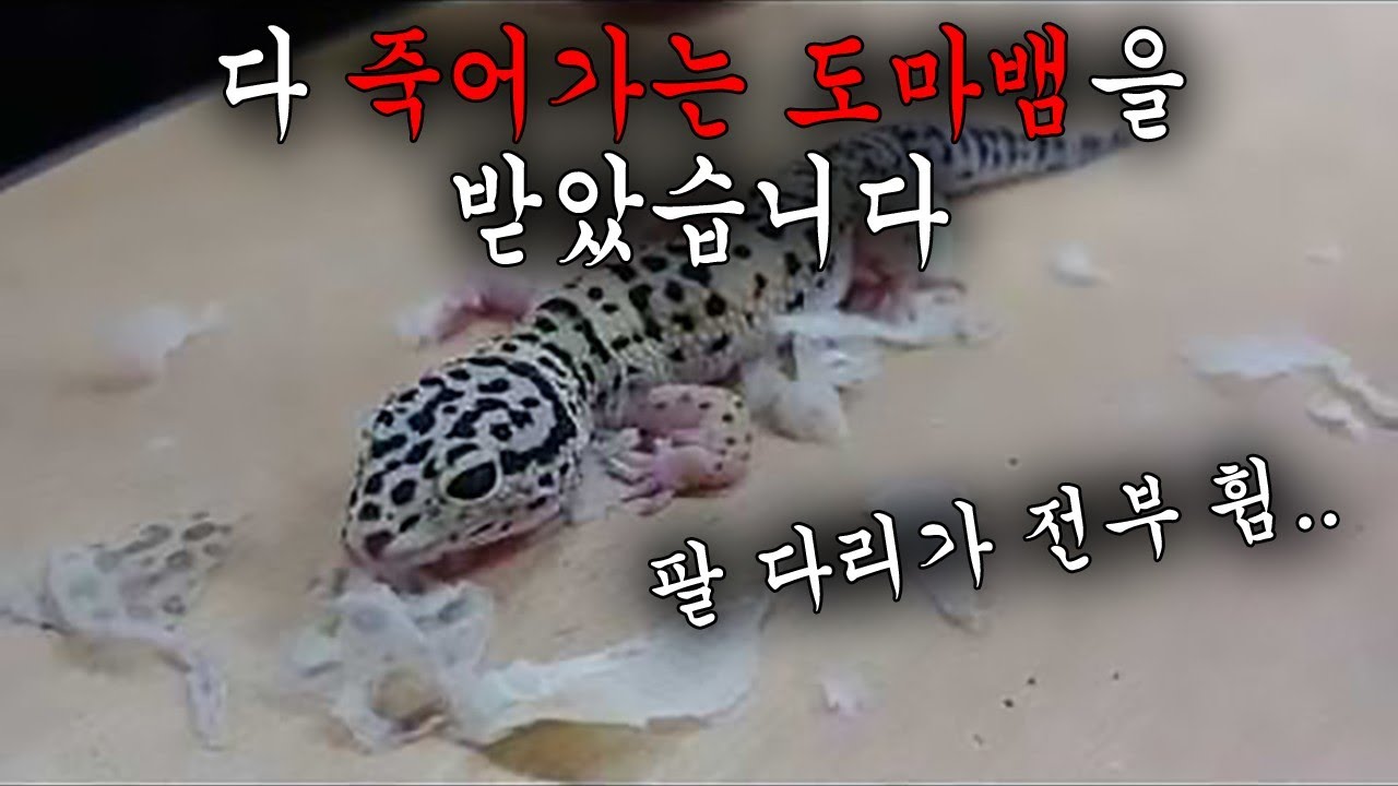 완전히 학대잖아..ㄷㄷ 다리가 꼬여버리고 눈도 못뜨는 아이를 받았어요