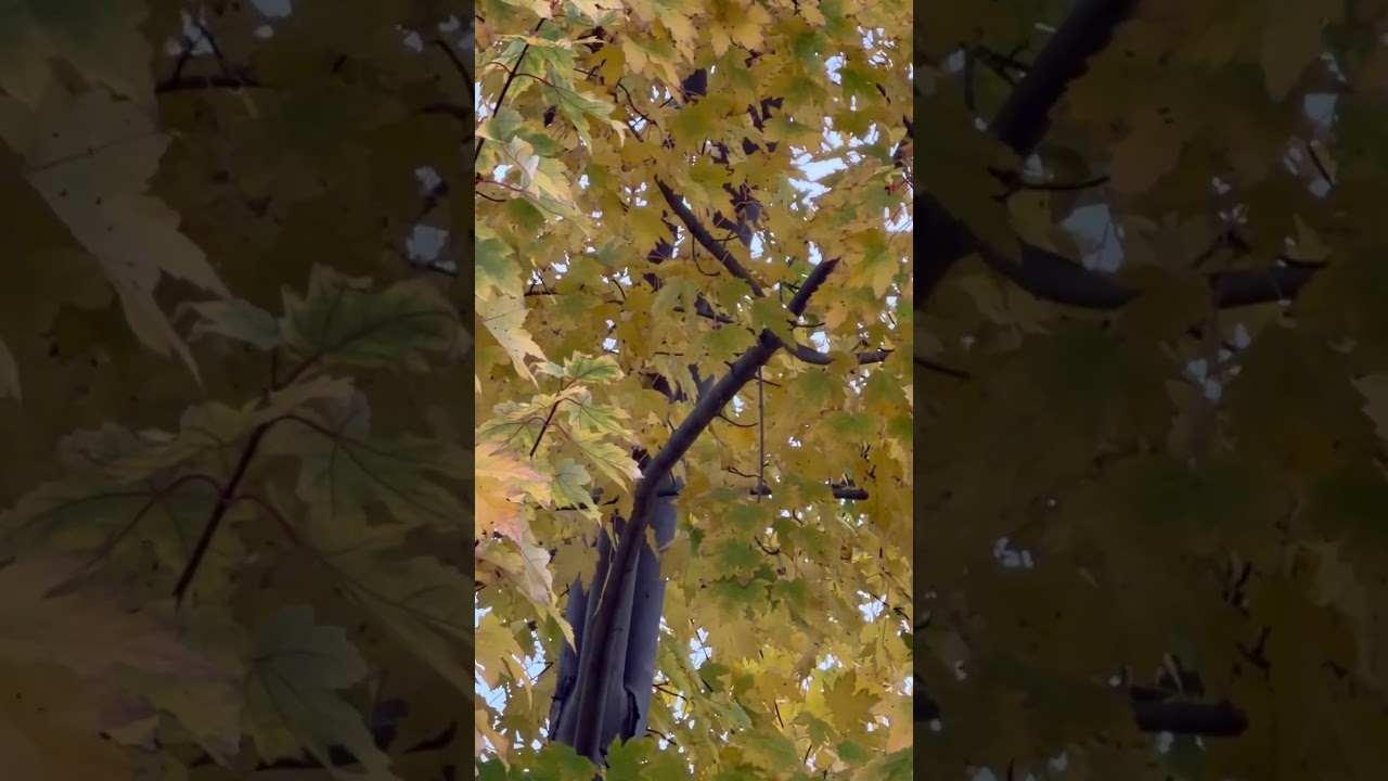 Beautiful Autumn Leaves in Ontario Canada  November 7, 2025
