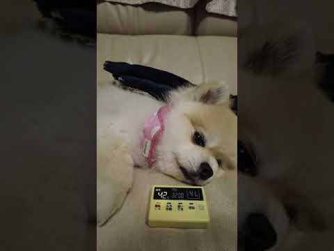 犬 お風呂が沸きました ガチャガチャ Shorts ポメラニアン Youtube 犬 お風呂が沸きました ガチャガチャ Shorts ポメラニアン Youtube