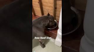 Raw Diet For Our American Bully
