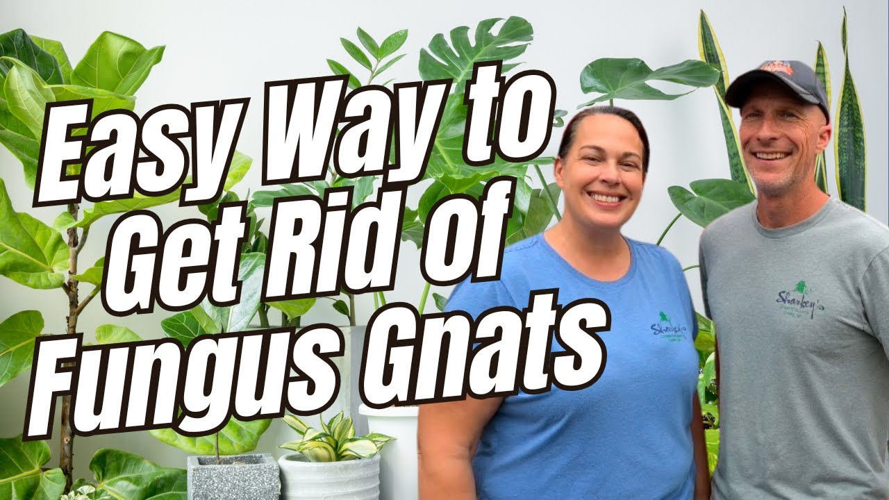 Easy Way to Get Rid Of and Control Fungus Gnats
