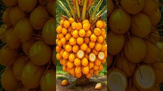 Easy And Fast Techniques For Propagating And Growing Coconut Trees