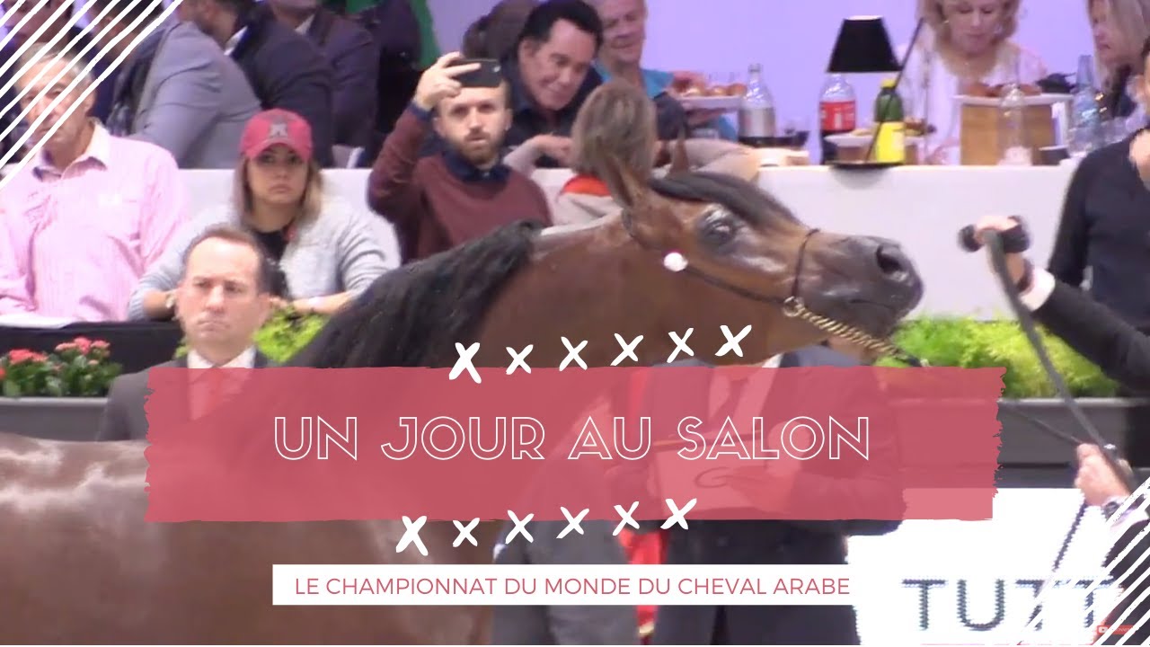 [UN JOUR AU SALON] Championnat du monde du cheval arabe
