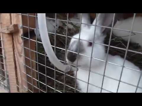 Профилактика кокцидиоза у кроликов.