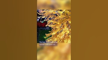 1,400-year-old ginkgo tree unveils dazzling display in historic temple