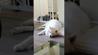 Funny Videos Of Aspen Compilation