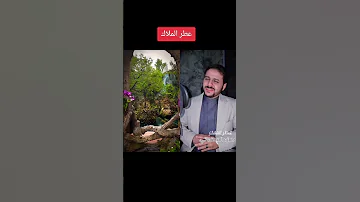 عطر الملاك 