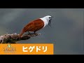 ヒゲドリ Three-wattled Bellbird【コスタリカ】