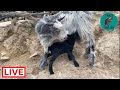 Surprise! We have a baby goat in the shelter! I didnt even know she was pregnant  - Takis shelter