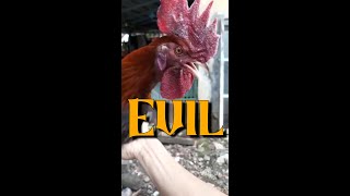 🐓 Evil Villian Rooster Laughs Like a Human - Ayam Ketawa Rooster Crows 🐓