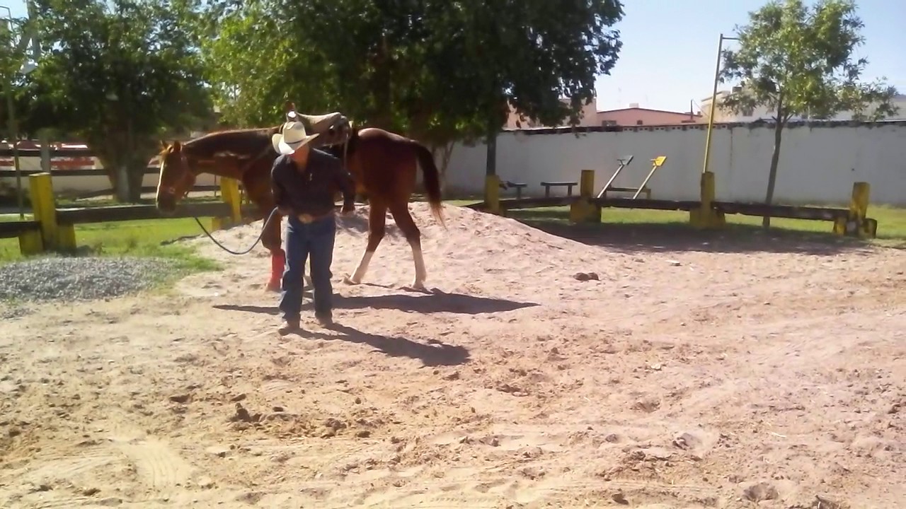 Mid cavallitos jajaja