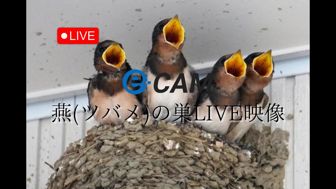 【LIVE】燕(ツバメ)のライブカメラ　Presented by クオリティ嵯峨野