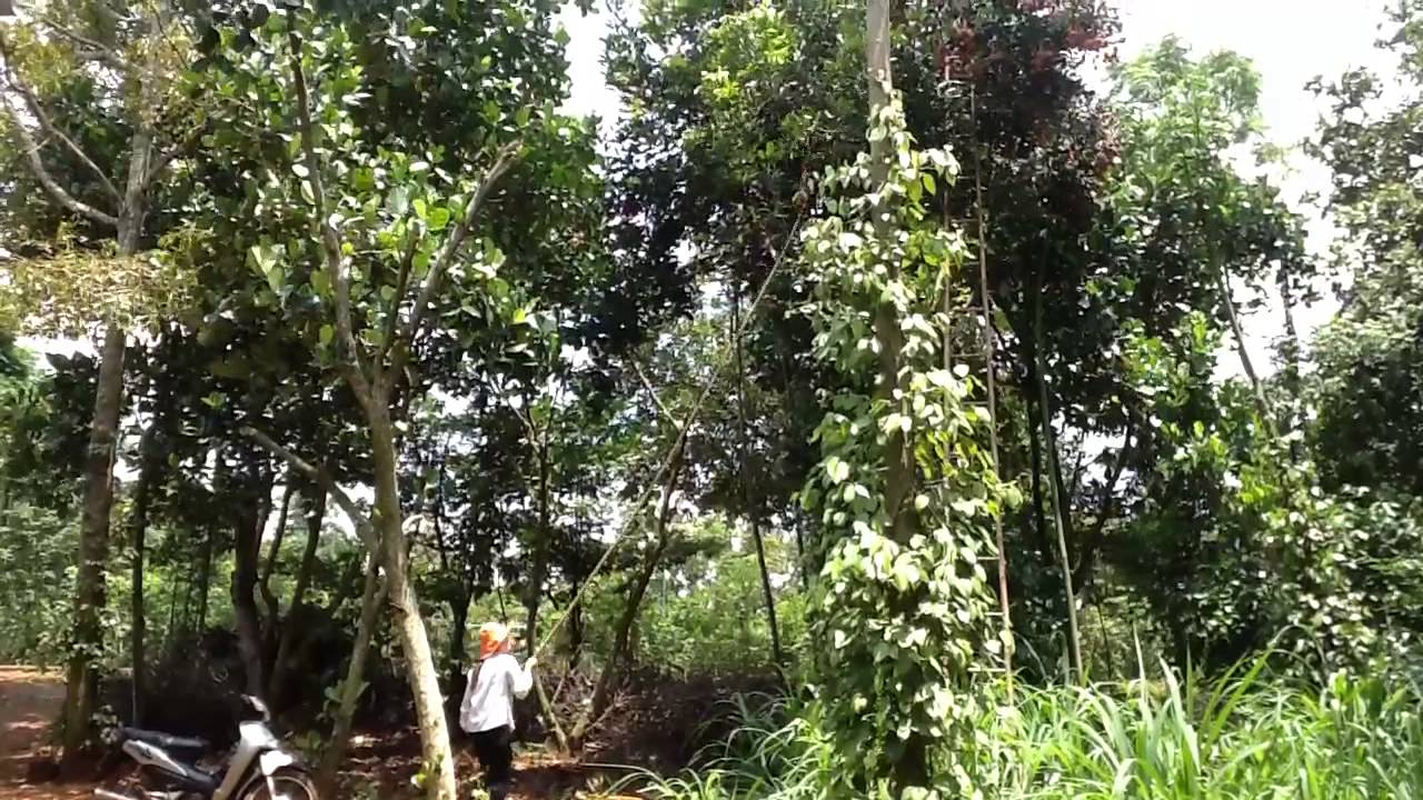 bac ky hai chom chom