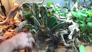 How to setup a BioActive Bearded Dragon terrarium  Self cleaning & maintaining