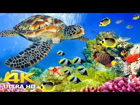 11 ORE di meraviglie subacquee 4K + musica rilassante | Barriere coralline e vita marina colorata