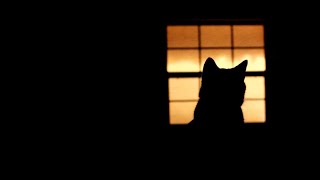 Unraveling the Mystery of Cats 🐾 | Exploring the Enigmatic World of Feline Fascination