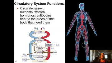 CH 42 Circulation and Gas Exchange 1