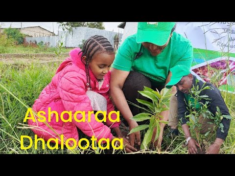 Finnaafi Biqiltuun Tokkuma Magaalaa Shaashamanneetti Dhaabuun Bayyanachuu Dubartootaan Taasifame