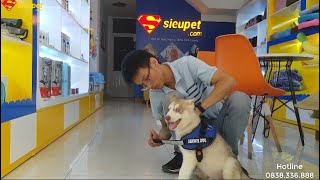 Ngáo Chó Husky Mắt 2 Màu Cực Đẹp - SiêuPet