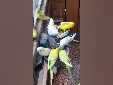 Grasparkieten eten vogelvoer op - YouTube