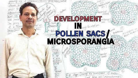 Development of pollen sacs / Microsporangia | For IAS,NEET,GATE,NET and BSc