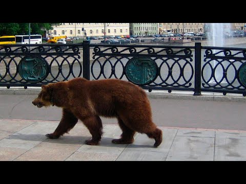 Медведь Вышел На Центральную Улицу Костромы И До Смерти Перепугал Жителей