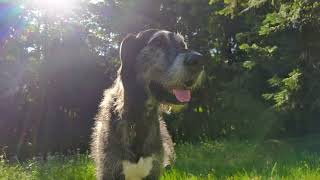 Border collie. Irish wolfhound going for a morning walk in the bushland