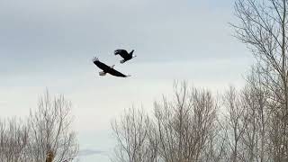 Two Eagles Battling over Dungeness River valley -  January 26, 2024 by Randall Wingett 177 views 3 months ago 15 seconds