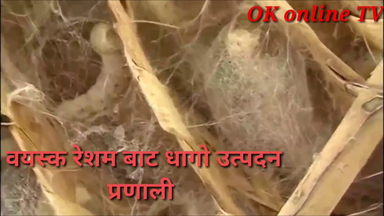 व्यावसायिक रेशम किरा पालन सम्बन्धि जन्नचाहानु हुन्छ ? थोरै लगानिमा रेशम धागो (कपडा) उद्योग