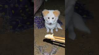 #Puppy's pre-meal ritual #Do you know how cute you are #GreedyDogFood#stompingpuppy