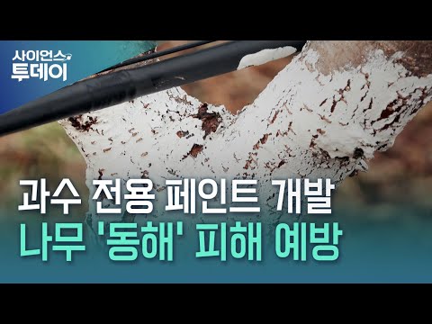 "나무도 옷을 입는다"...동해 막는 과수 전용 페인트 개발 / YTN 사이언스