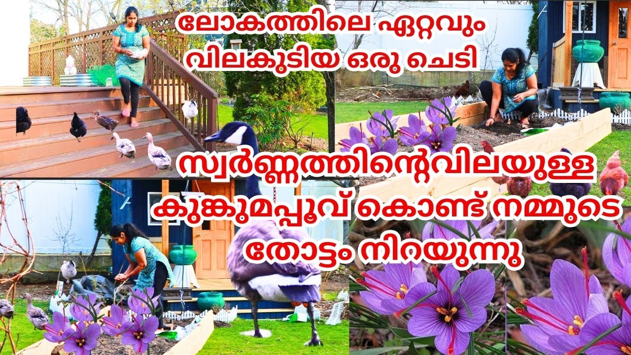 കശ്മീരിനെ വെല്ലുന്ന  ന്യൂയോർക്കിലെ വീട്ടിലെ കുങ്കുമം ലോകത്തിലെ ഏറ്റവും  വിലകൂടിയ ചെടി  OUTSIDE VLOG