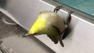 Japanese White-eye hit the door glass