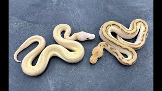 Famous Bongo Pieds and more Genetic Stripe Clowns. I'm loving this hatching season! Profile