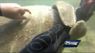Lucky snorkeler gets underwater hug from friendly MANATEE