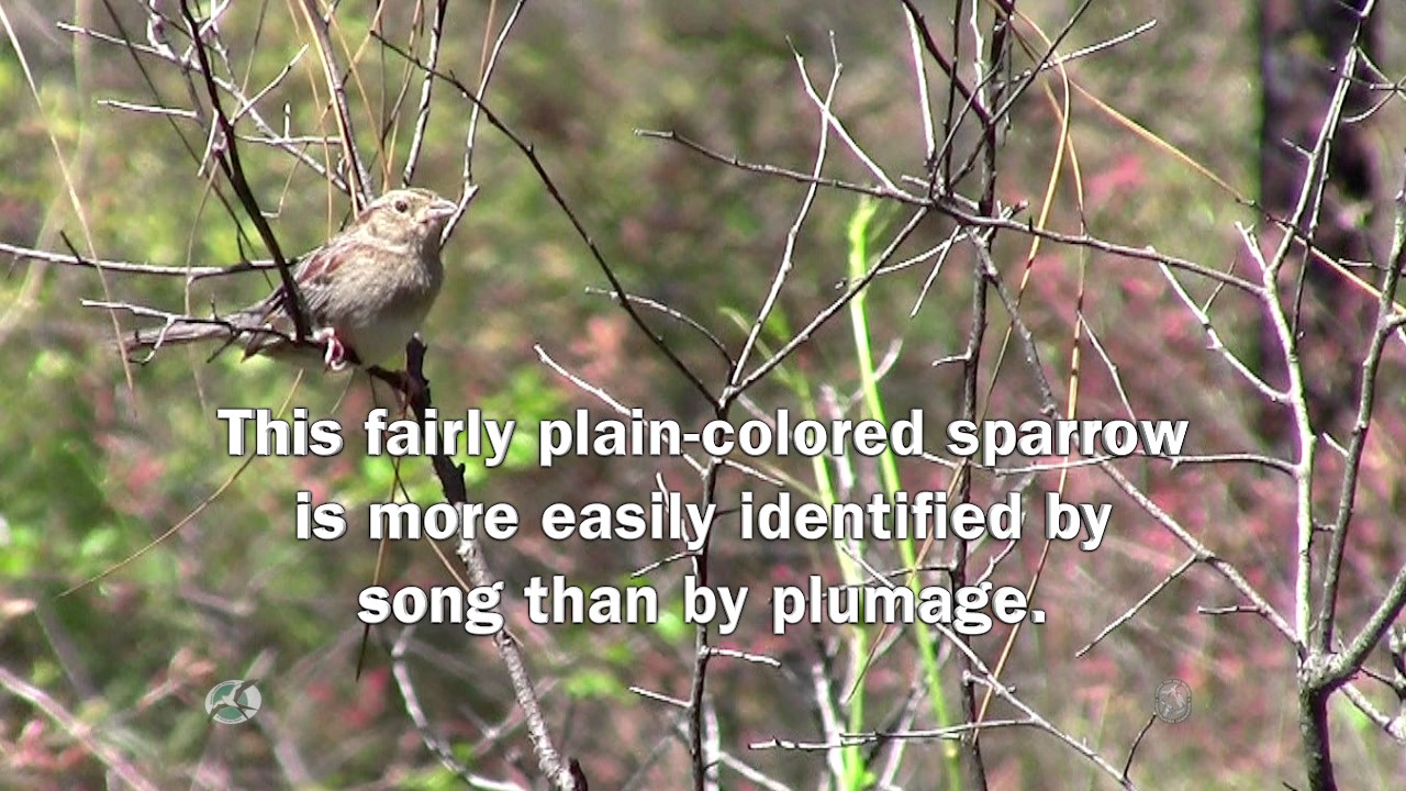 FWCC Quick Facts: Bachman's Sparrow