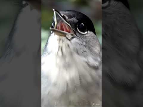 Vidéo YouTube