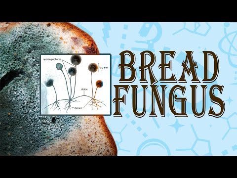 Video: Mushroom mukor, or white mold: structural features, reproduction and nutrition
