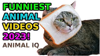 Funniest #Cats & Dogs #Pet Video 3 by Pet Comedy 22 views 1 year ago 3 minutes, 29 seconds