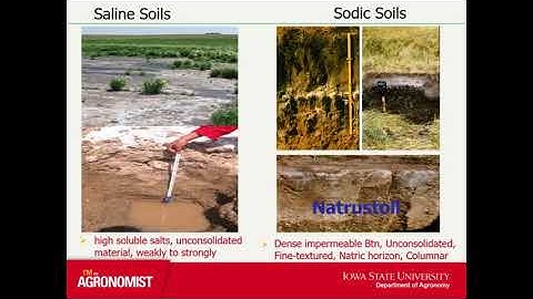 Saline-Sodic Soils: Spatial Variability and Reclamation