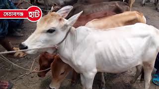 অল্প দামে বকনা বাছুর । খামারের জন্য বাছুর কিনুন । সেতাবগঞ্জ হাট, দিনাজপুর । Banglarmukh