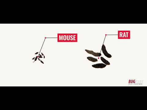 HOW TO IDENTIFY RODENT DROPPINGS - Bugfree Pest Control Sydney