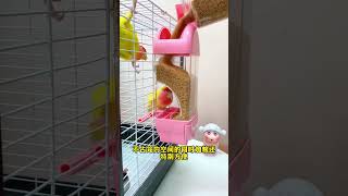 June 2, Cute Lovebirds New Bird House Parrot Nest SetupBeautiful Lovebird Cage Decor #parrot #pets
