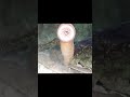The Lamprey Has Not Changed in 360 Million Years