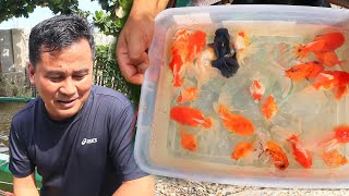 Stocking Pond With Pearl Scale Breeders New Mini Filter Box Works Well