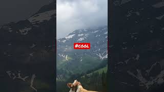 shorts animals switzerland beautiful cows