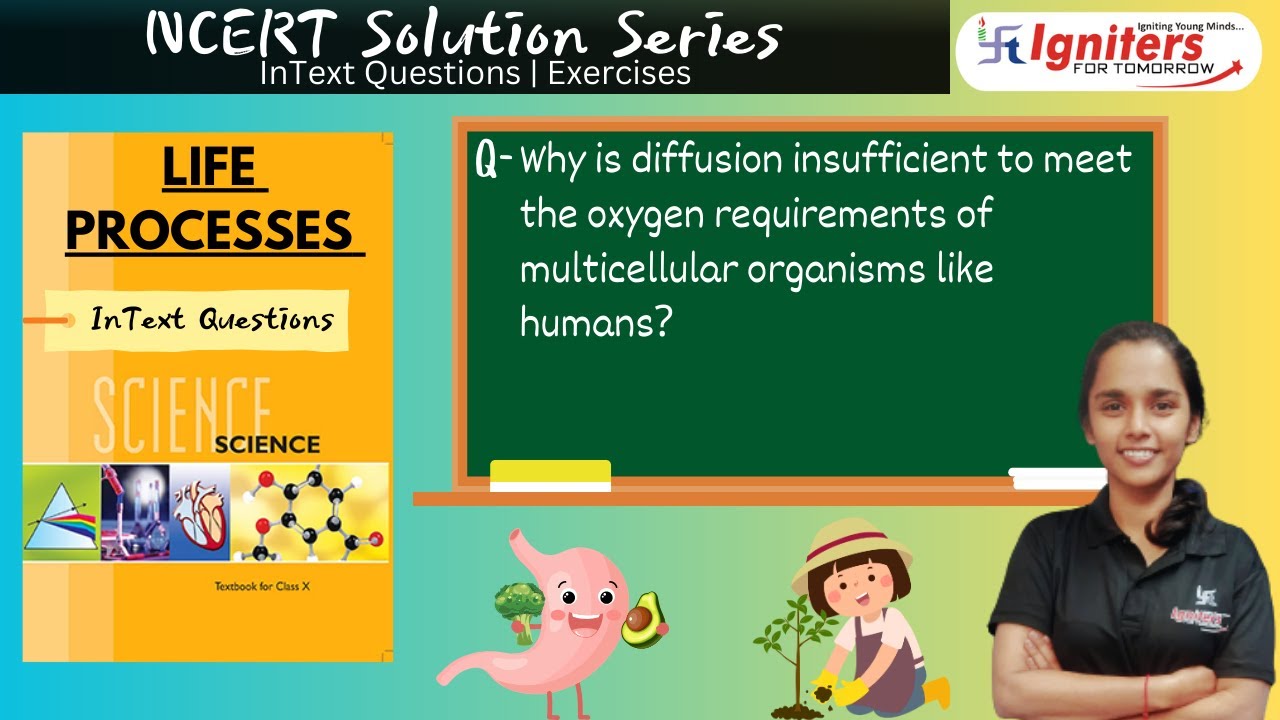 Why is diffusion insufficient to meet the oxygen requirements of multicellular organisms like humans